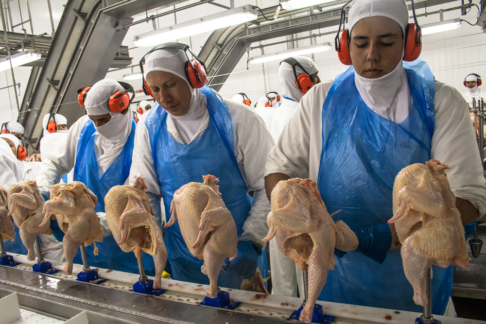 BRF Chicken Processing Factory 1